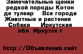 Замечательные щенки редкой породы Котон де тулеар  - Все города Животные и растения » Собаки   . Иркутская обл.,Иркутск г.